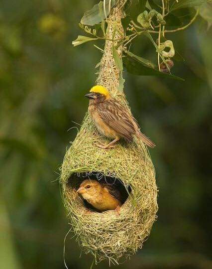 پرندگان زیبا - در کنار هم-گروه دوم