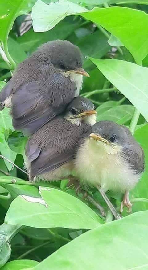 پرندگان زیبا در کنار هم