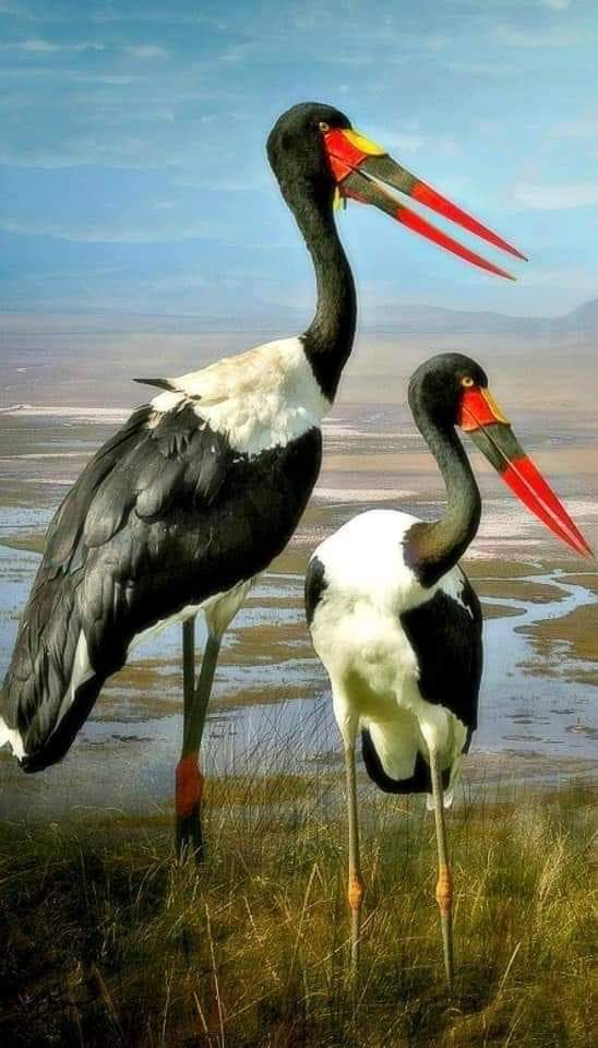 پرندگان زیبا در کنار هم