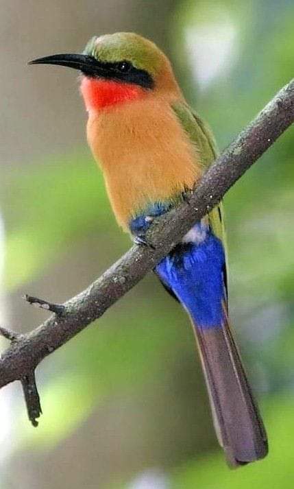 پرندگان زیبا