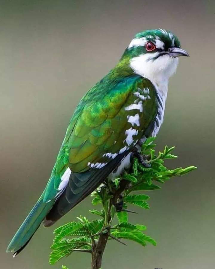 پرندگان زیبا