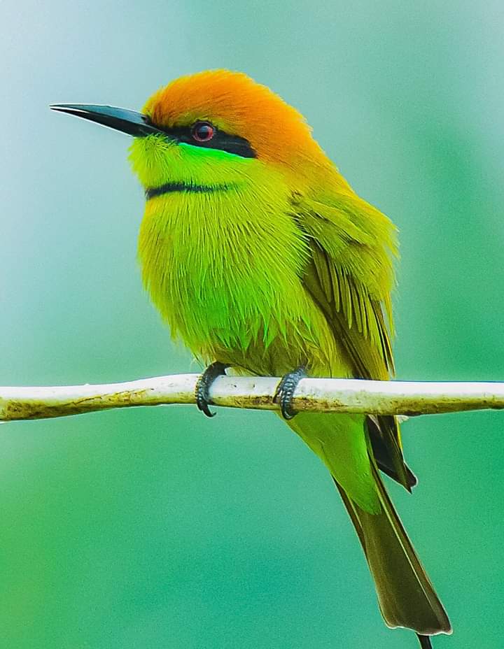 پرندگان زیبا