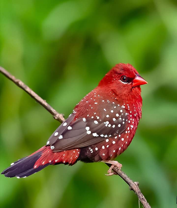 پرندگان زیبا