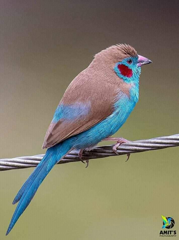 پرندگان زیبا