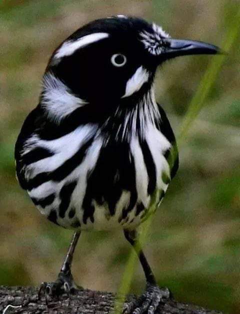 پرندگان زیبا