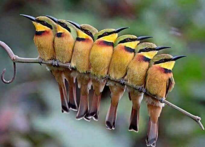 پرندگان زیبا