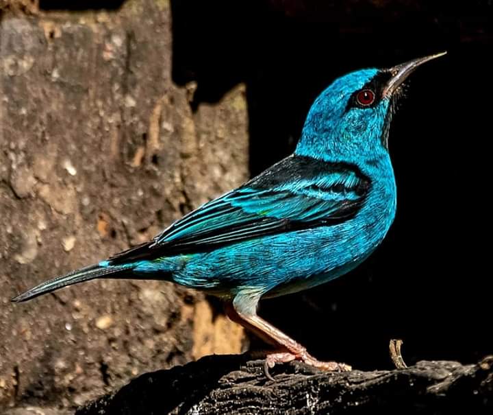 پرندگان زیبا