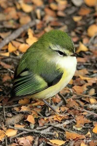 پرندگان زیبا