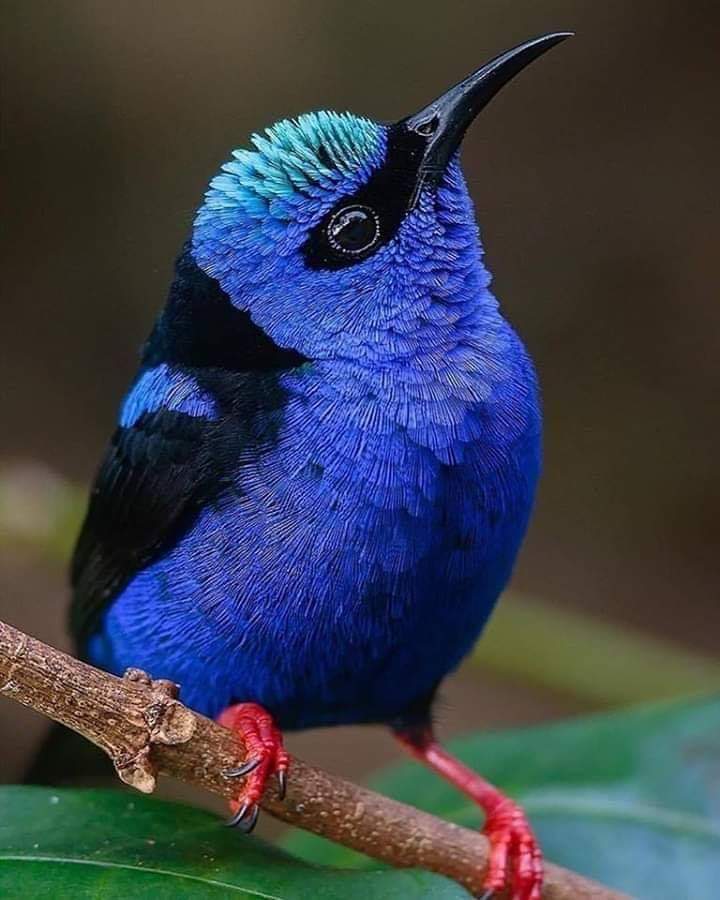 پرندگان زیبا