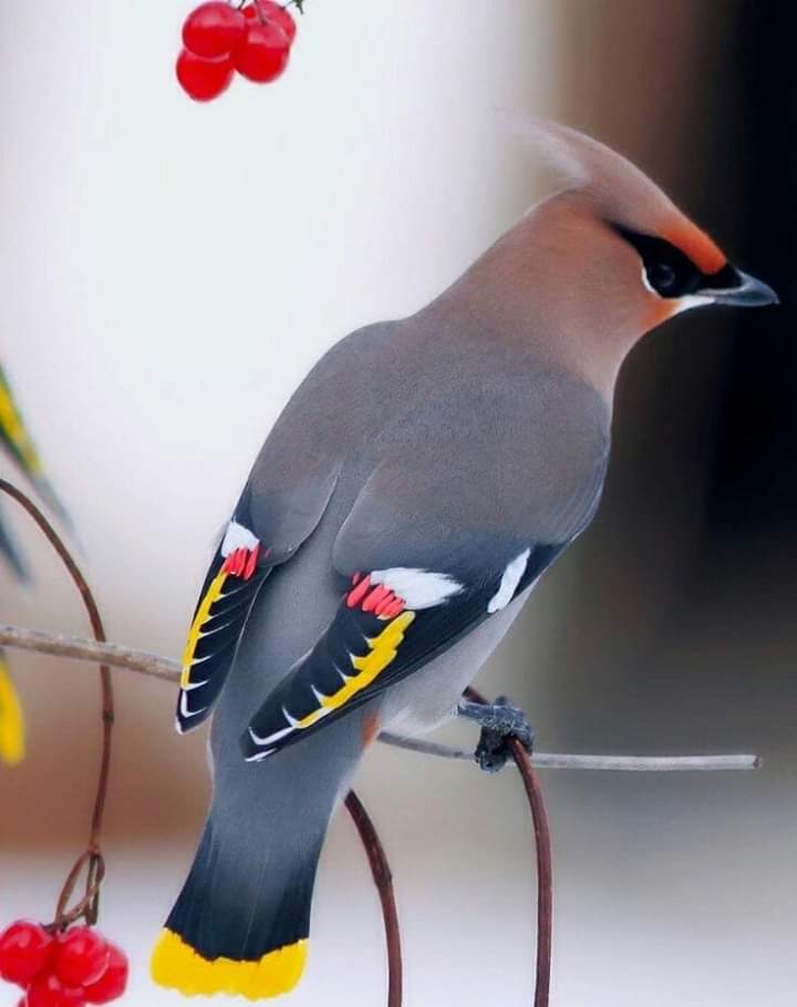 پرندگان زیبا