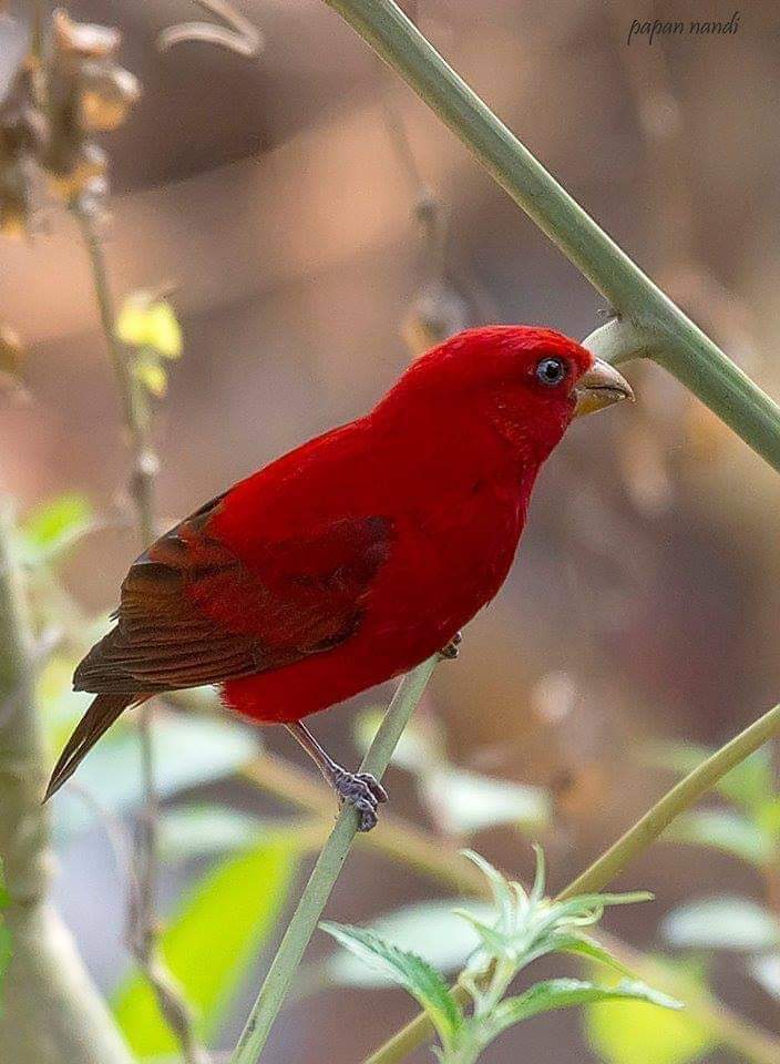 پرندگان زیبا