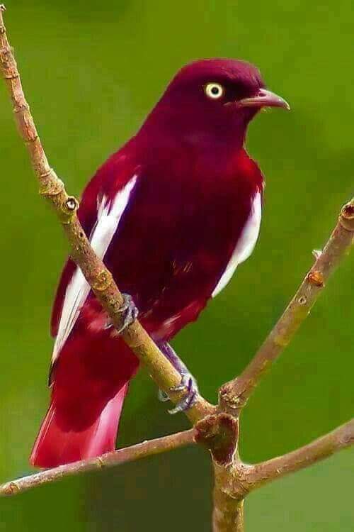 پرندگان زیبا