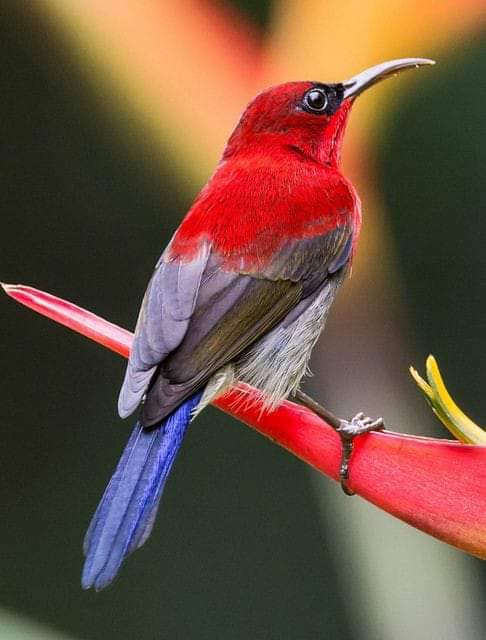 پرندگان زیبا