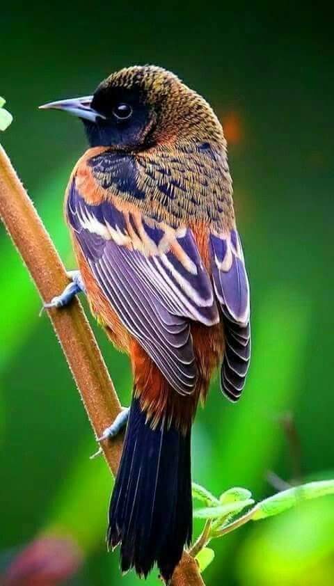 پرندگان زیبا