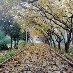 شُکوه