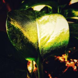 شاه خوبانی و منظور گدایان شده‌ای...