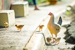 اثر سن مرغ مادر بر عملکرد فرزندان