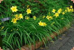 آشنایی با چندین مورد از گیاهان رطوبت‌دوست