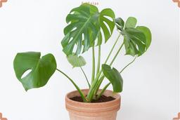 شرایط مراقبت از گیاه برگ انجیری