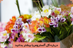 در باره آلستر بیشتر بدانید