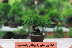 روش نگهداری از بن سای