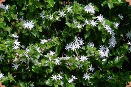 معرفی گل معطر یاس و یادگیری روش نگهداری آن