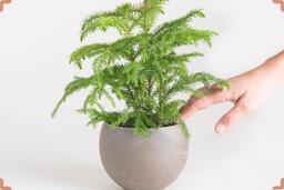 کاج مطبق و تمامی نکات مربوط به نگهداری آن