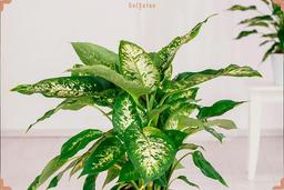 دیفن باخیا و همه اطلاعات مربوط به آن