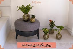 روش نگهداری کوکداما