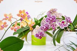 چگونه می‌توان گل ارکیده را تکثیر کرد؟