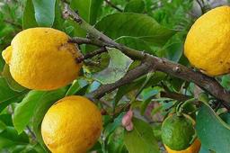 شناخت درخت زیبای ترنج و آشنایی با شیوه نگهداری آن