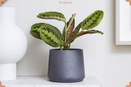 معرفی گیاهان سایه دوست و مناسب محیط‌های کم نور