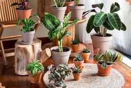 شناخت گیاهان زود رشد مناسب برای نگهداری در خانه