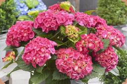 درباره گیاه ادریسی (هورتانسیا) ماکروفیلا چه می‌دانید؟