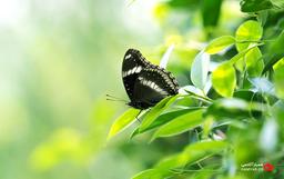 اثر پروانه ای چیست و نظریه آشوب چگونه شکل گرفت؟