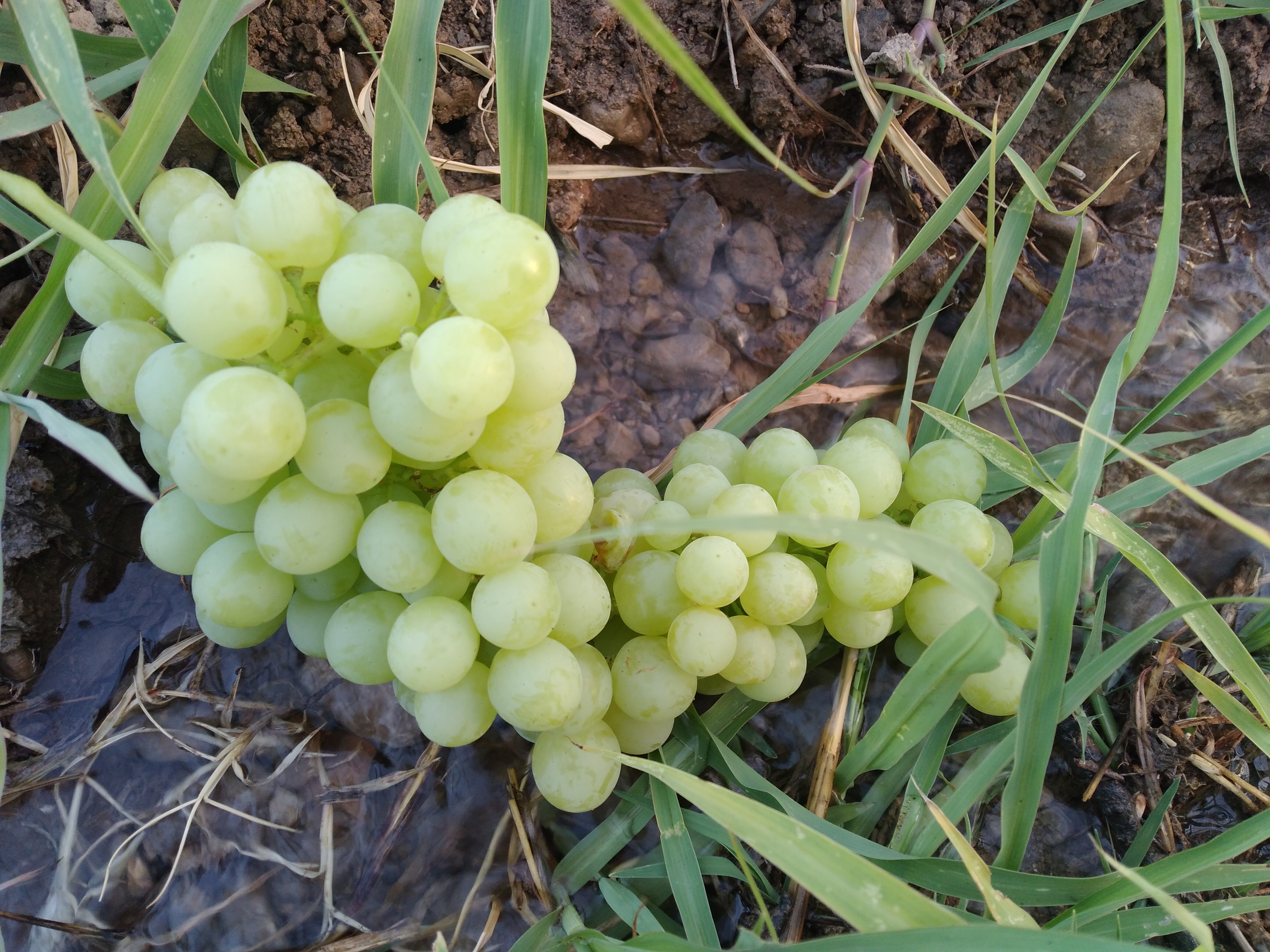 انگور محصول خودمون ،فند و نبات