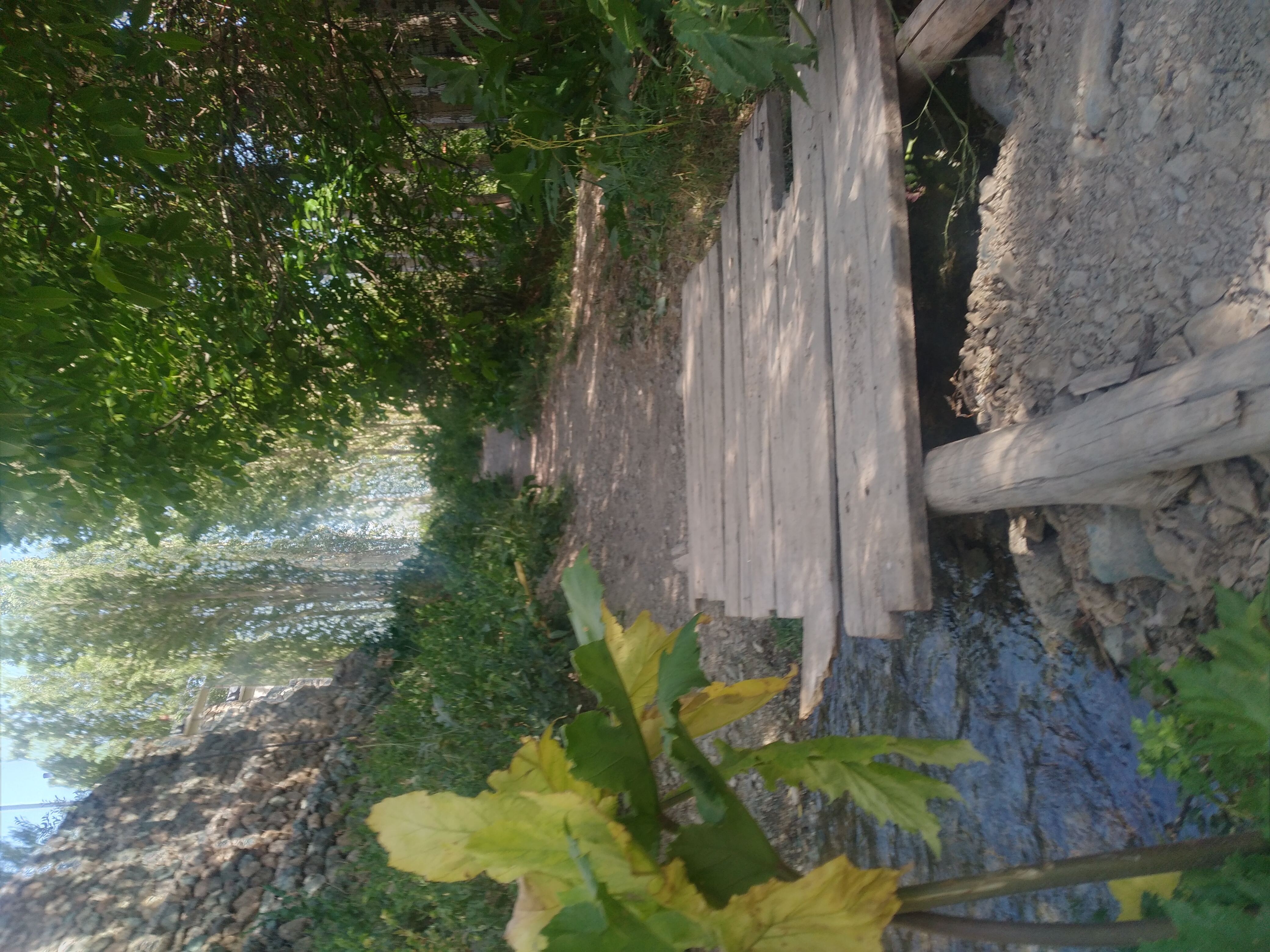 آب و پل و سپیدار