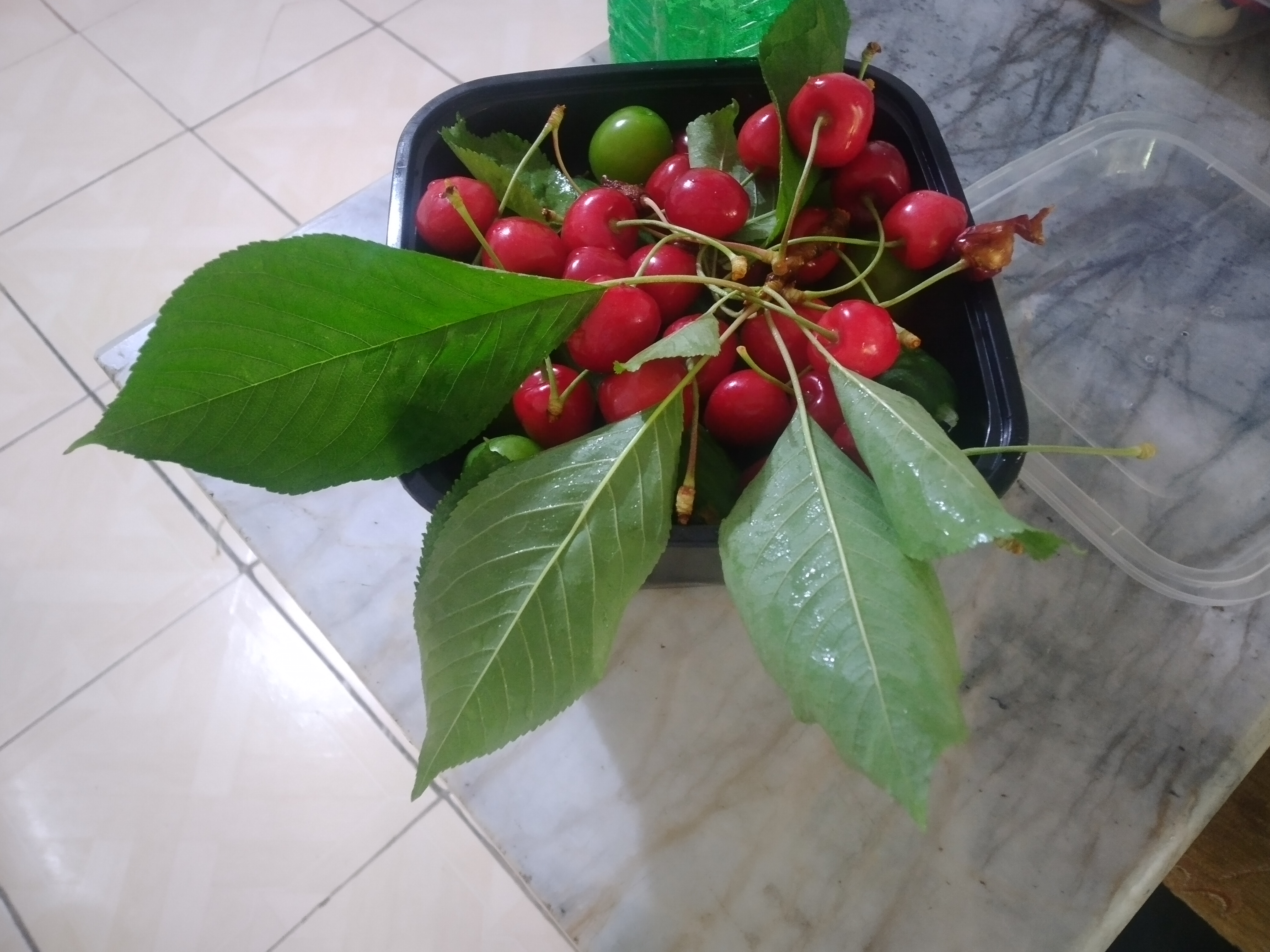 گیلاس ولایت رود