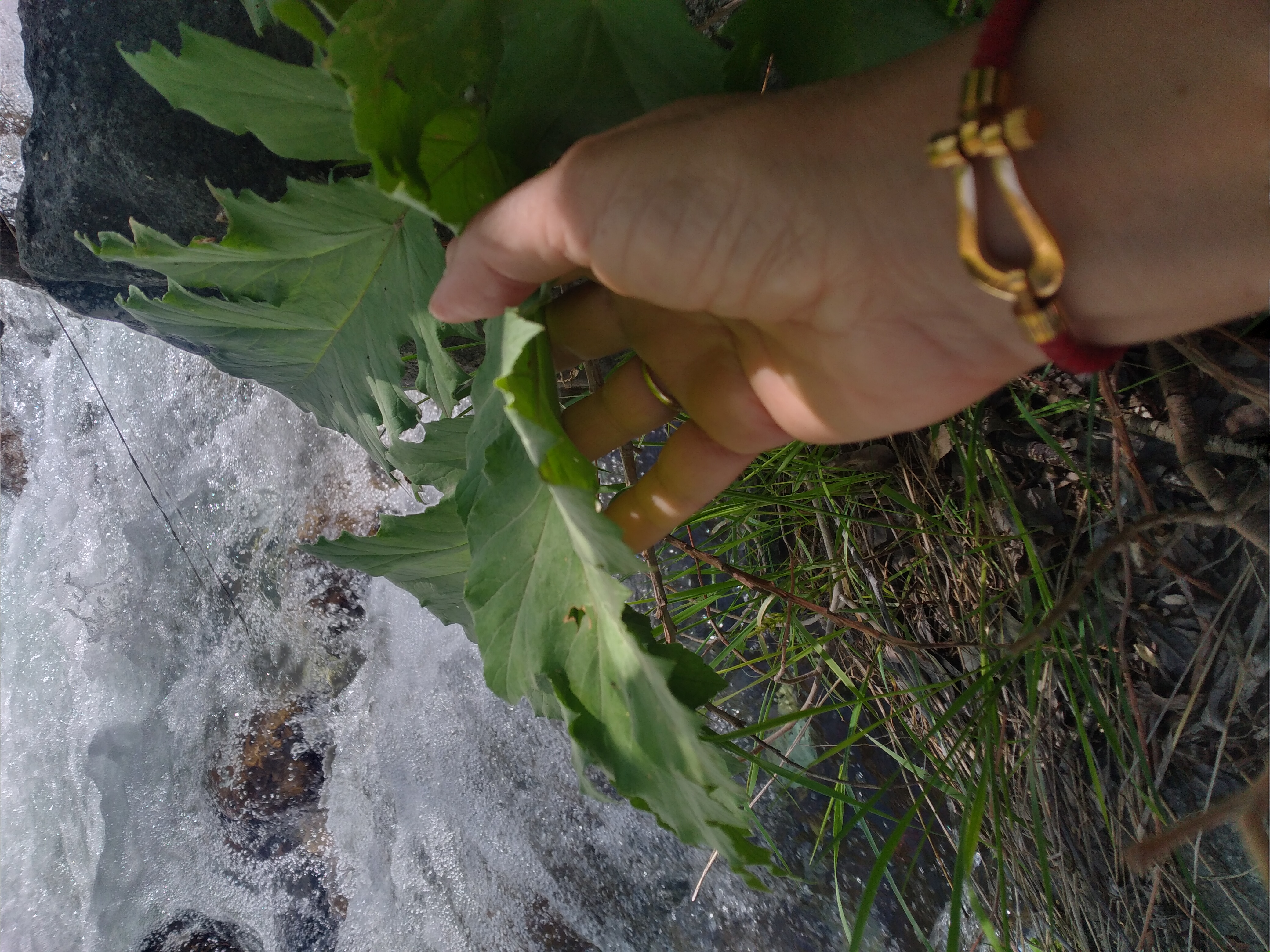 برگ یک بوته گلپر