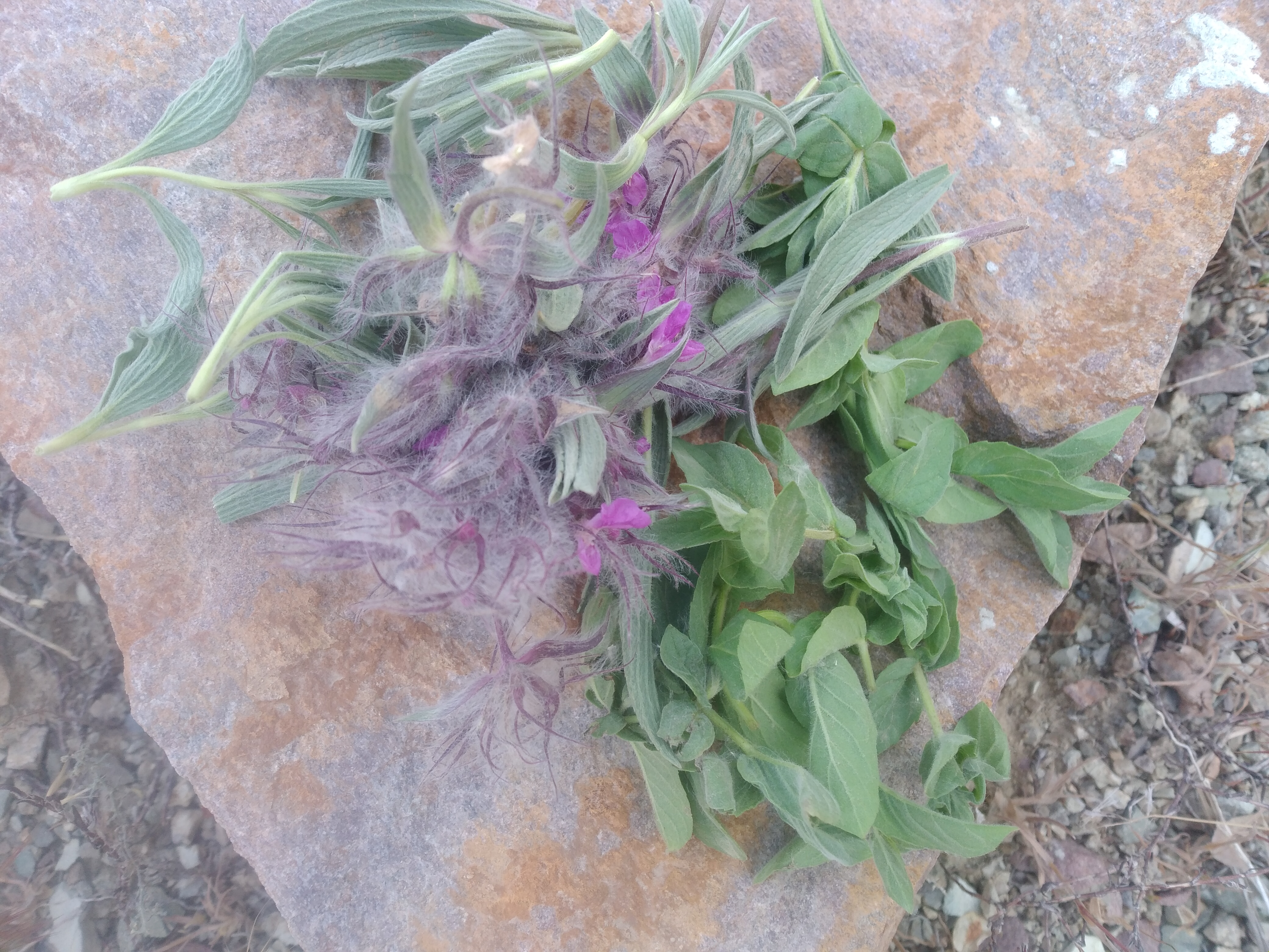 چای کوهی و پونه