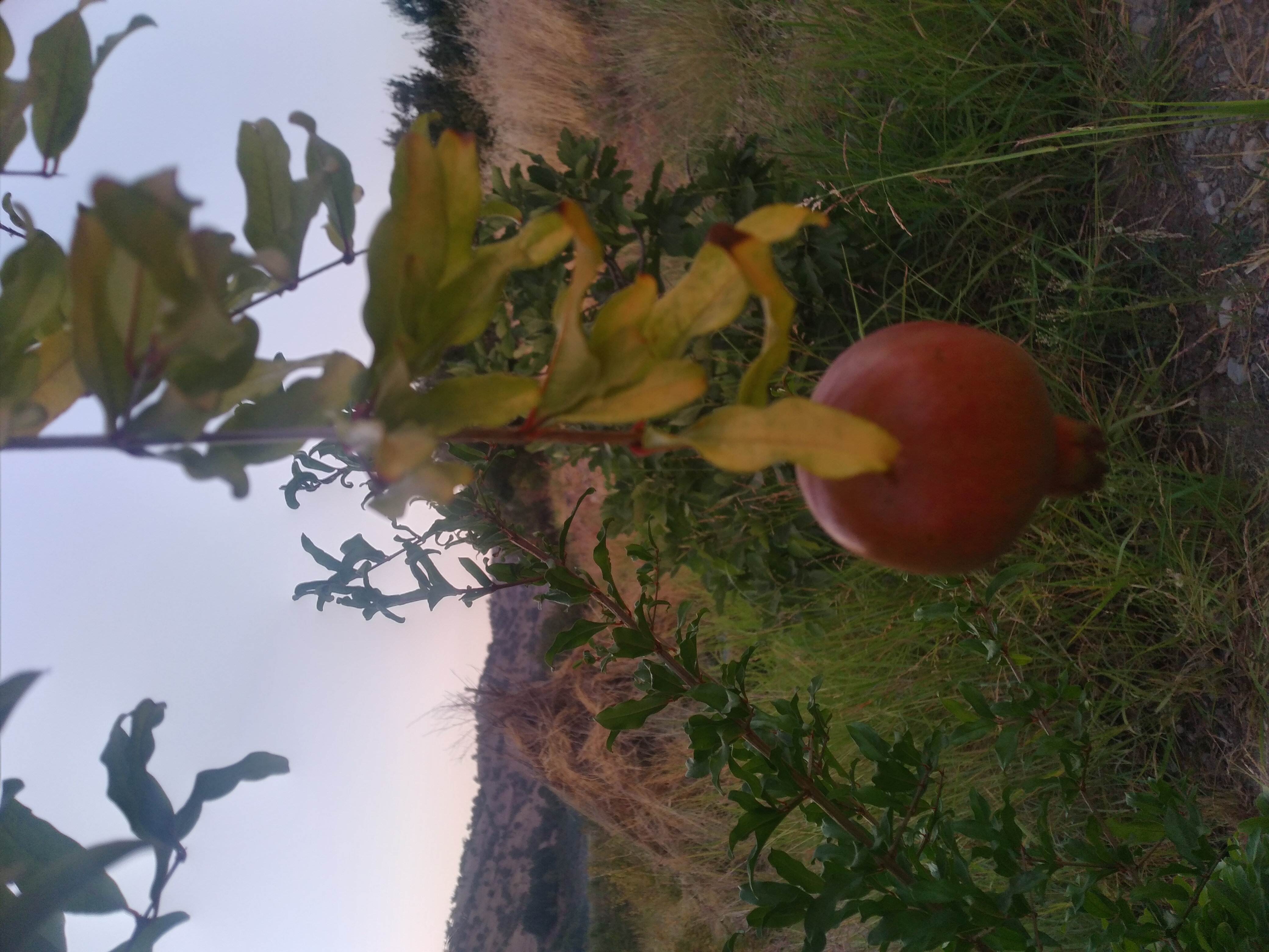 سرخ است و زیبا ....