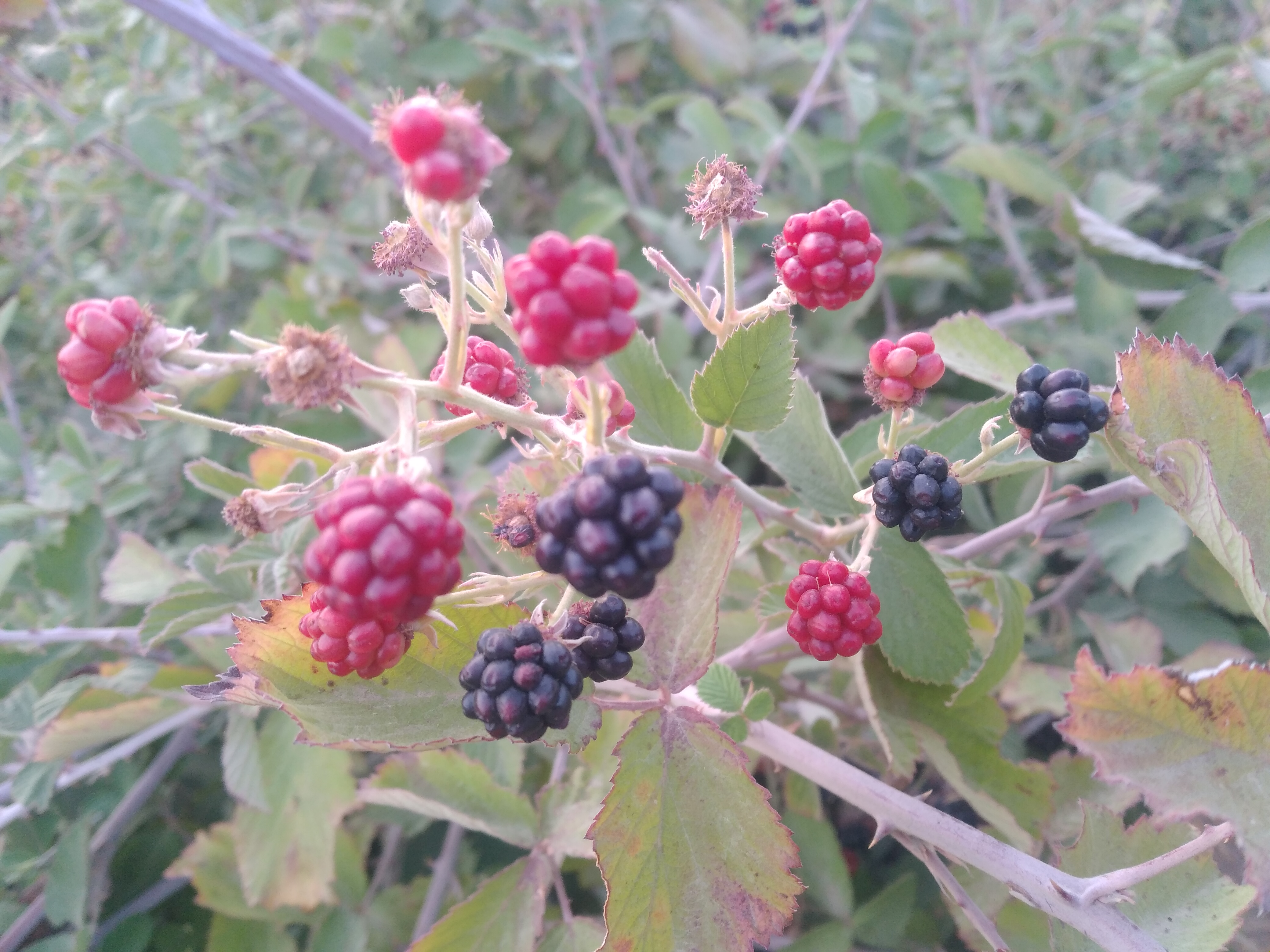 ما بهشون می گیم ( تی اره ) یعنی توتی که اره ت میکنه 😁