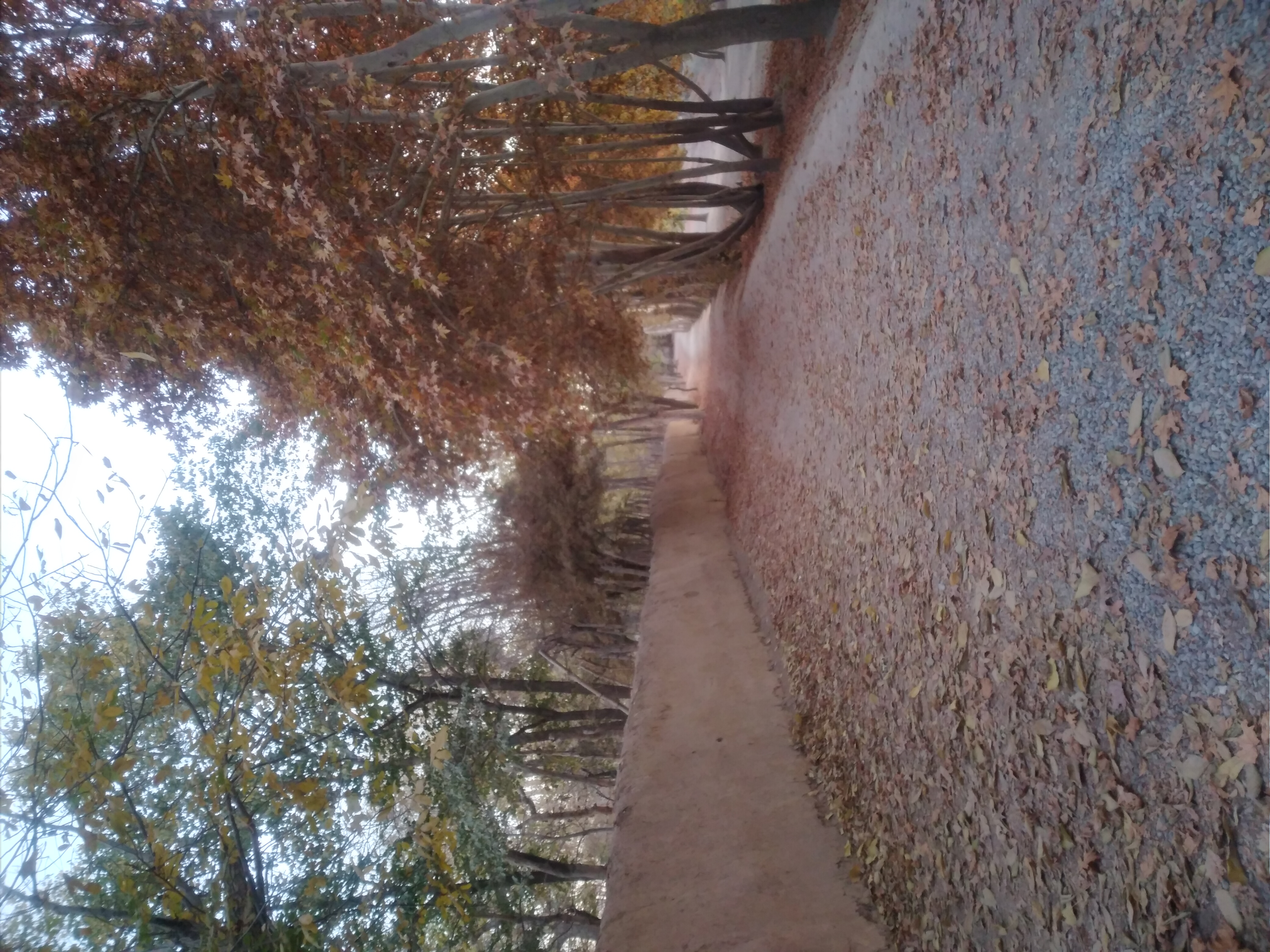 کوچه باغی همین حوالی