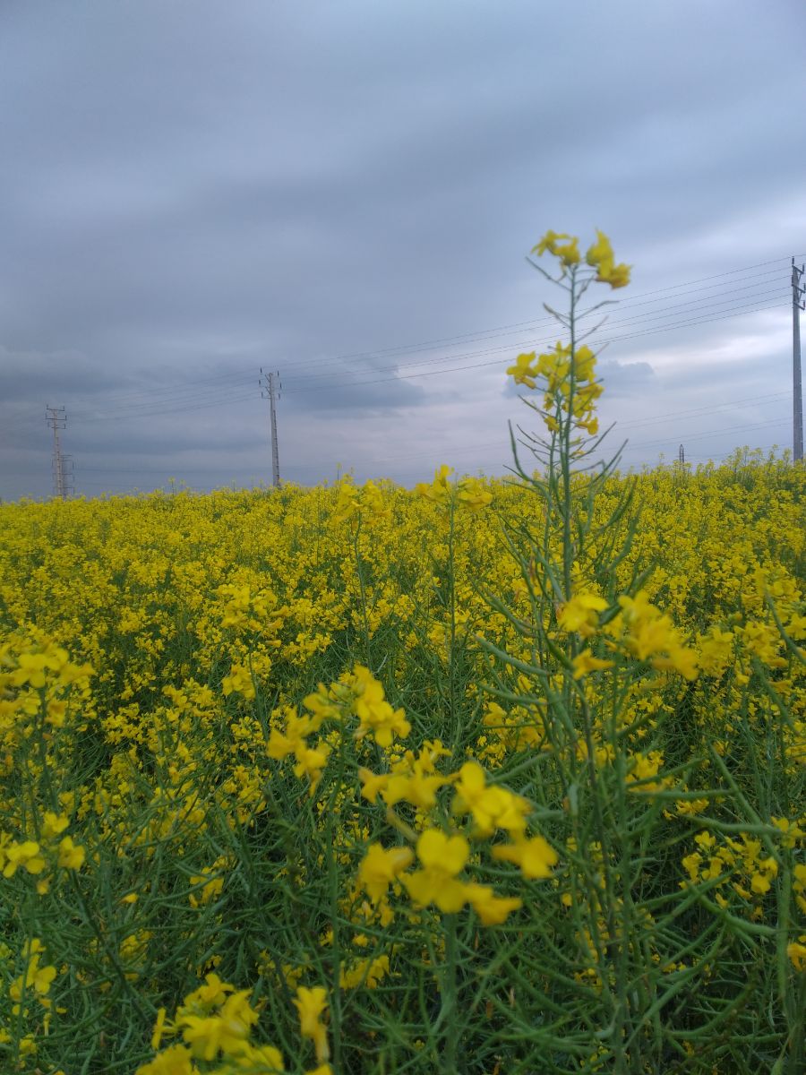 مزرعه  کلزا 