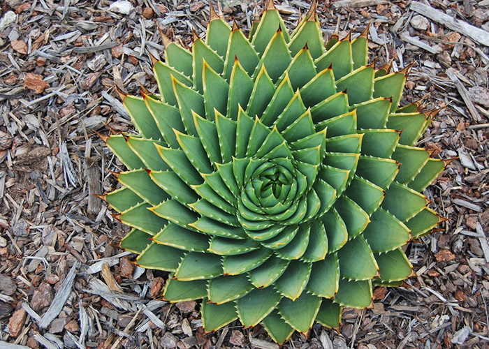 آنچه گل نامیده می شود ،برگ هایی ست که همدیگر را در برگرفته اند💚 .
