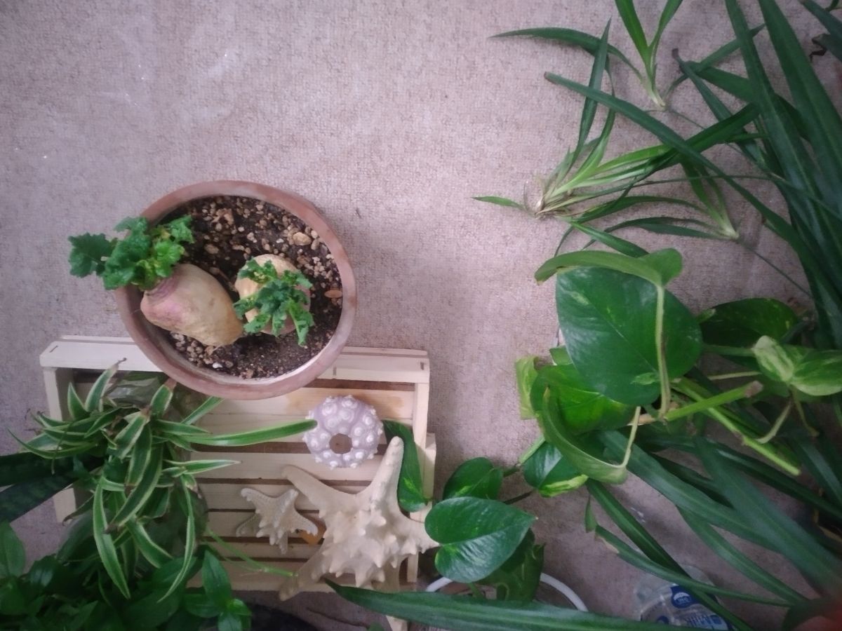 شلغمی که نخواست خورده بشه سبز شد 🥰