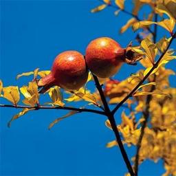 وقتی جنگ شروع شد من ۱۴ ساله بودم (آخرین قسمت )