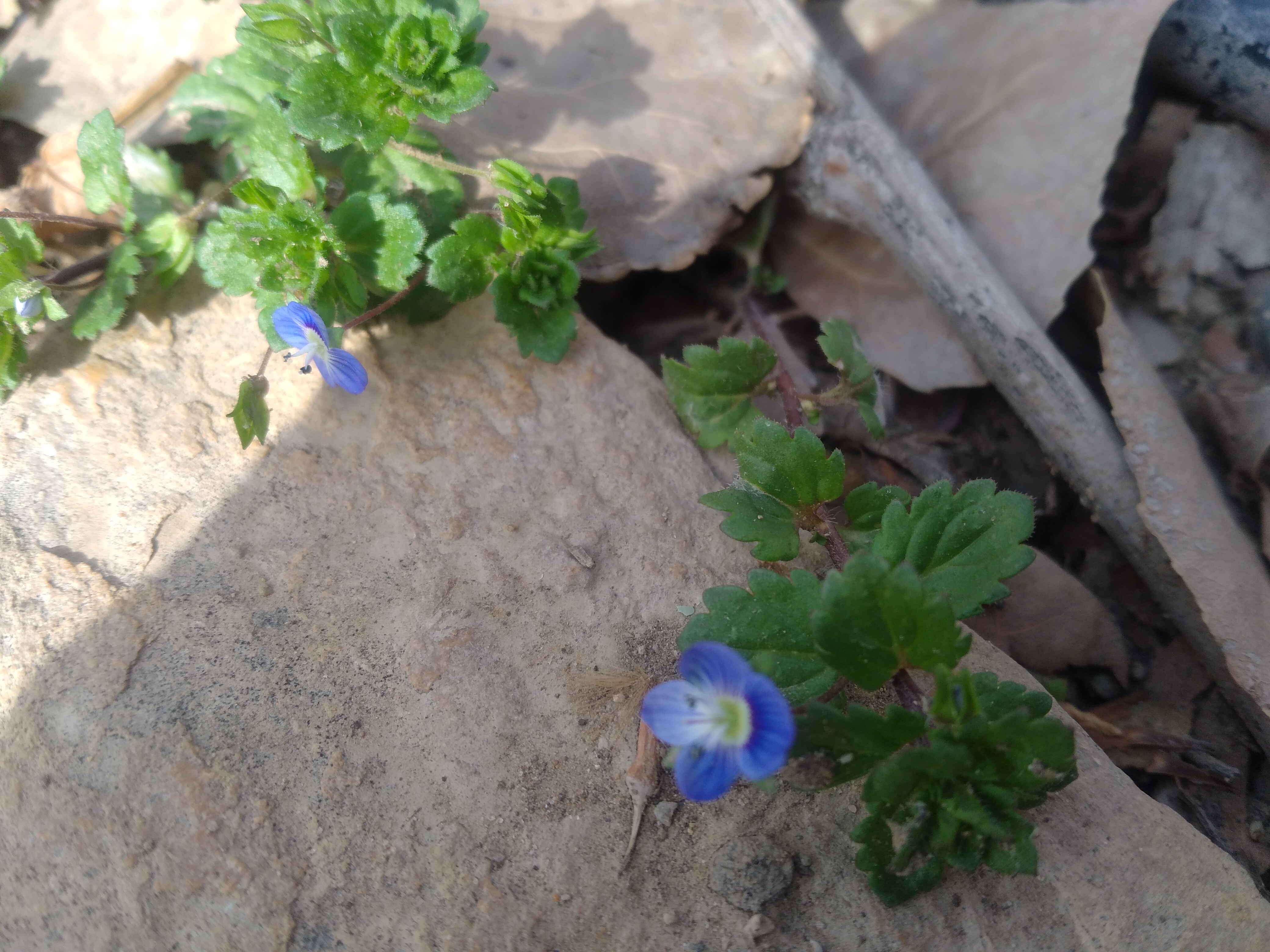 بتفشه  آبی چمنزار روییده  از دل سنگ به استقبال( بهار)  آمده 💚