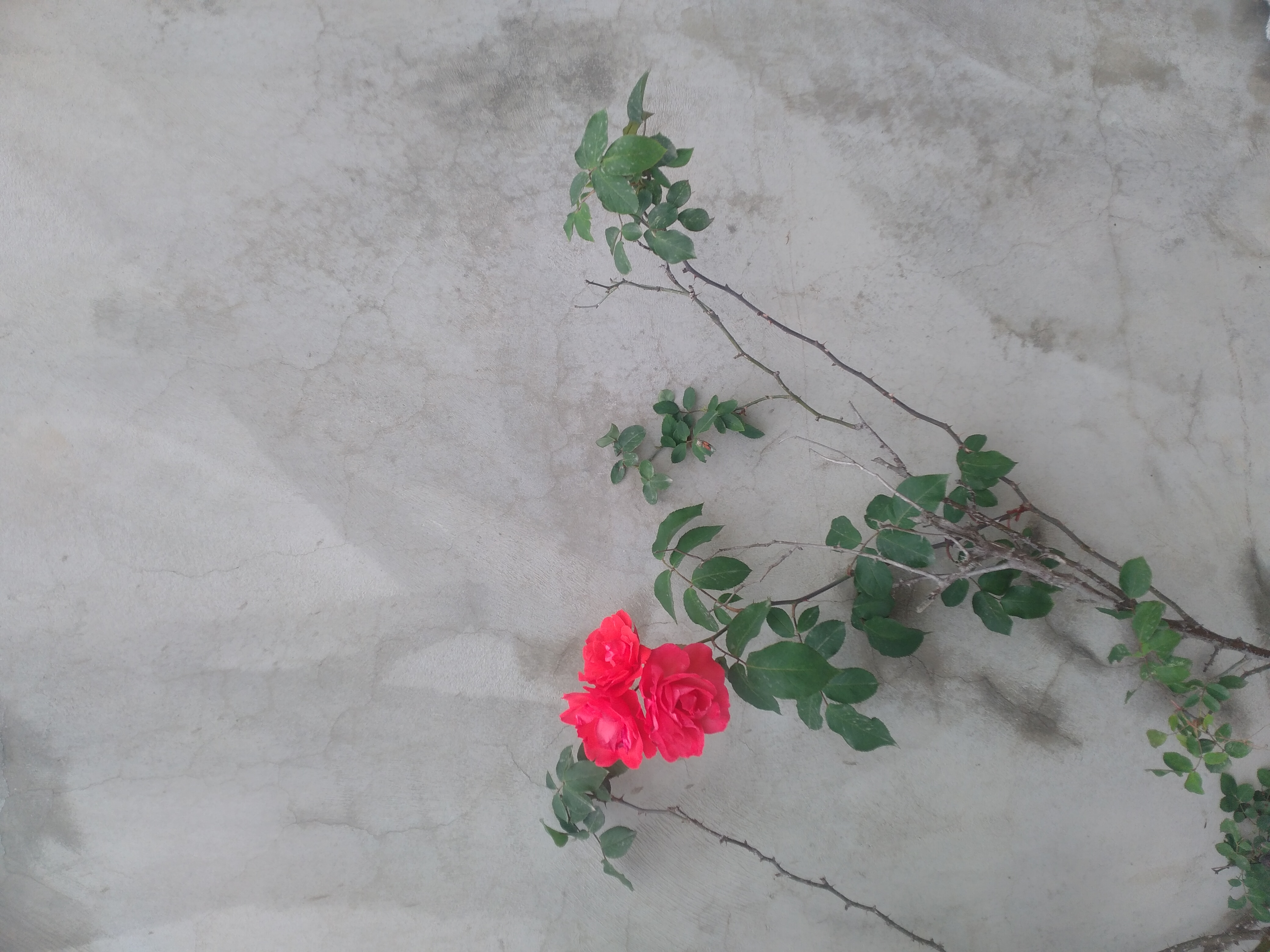 چقدر رنگ خاکستری برای پس زمینه عالیه 🥰