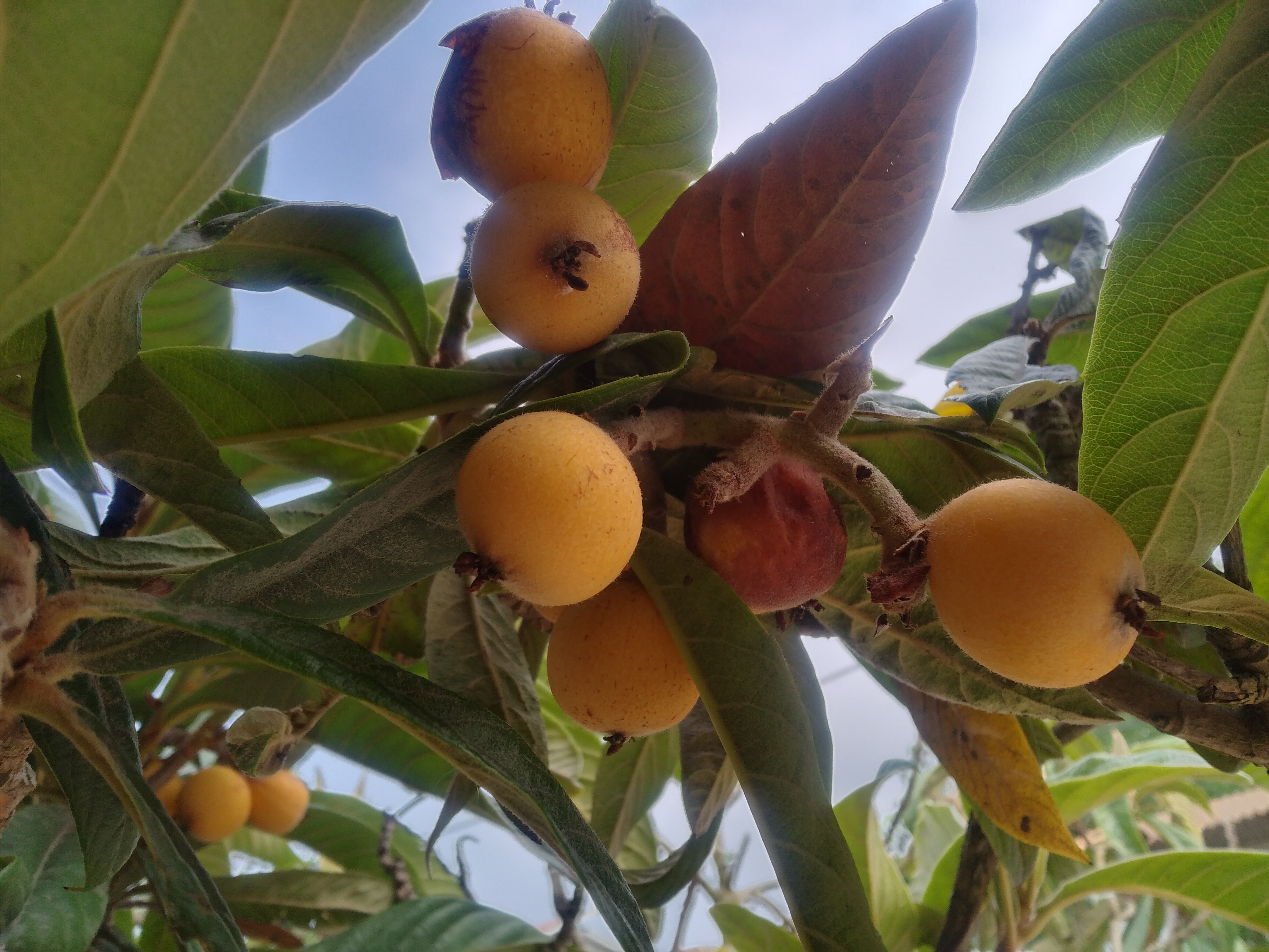 ازگیل هایی که در خوردن شون با زنبورها شریک شدیم . آی خوشمزه بودن 🥰